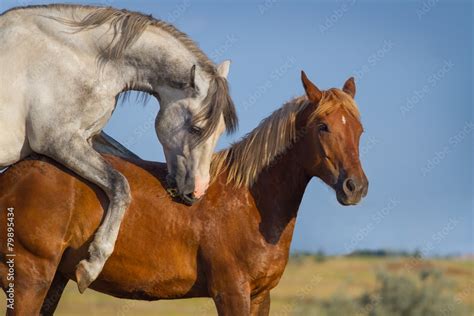 horses mating close up